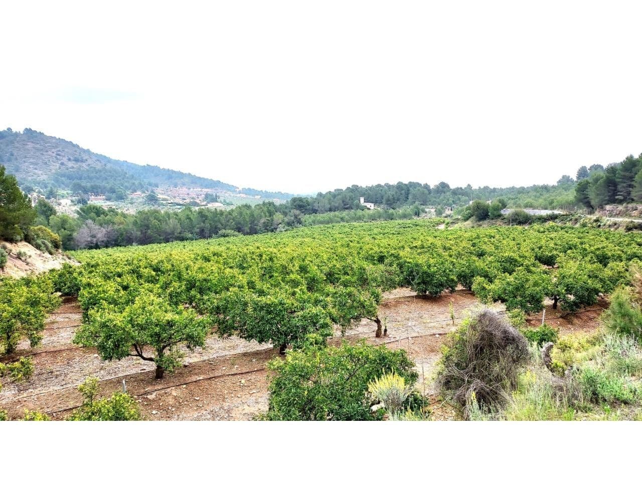 Finca rústica en Onda con naranjos en producción y riego